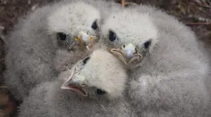 Merlin (Falco columbarius) chicks at nest site. Sutherland, Scotland, June Merlin (Falco columbarius) chicks at nest site. Sutherland, Scotland, June