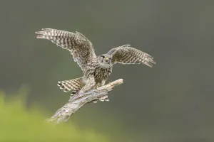 Merlin (Falco columbarius) female alighting onto perch, Glen Tanar, Cairngorms National Park Merlin (Falco columbarius) female alighting onto perch, Glen Tanar, Cairngorms National Park