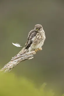 Merlin (Falco columbarius) female perching, watching feather fall to ground, Glen Tanar Merlin (Falco columbarius) female perching, watching feather fall to ground, Glen Tanar