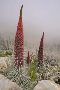 Three metre tall Mount Teide bugloss / Tower of jewels / Red Tajinaste (Echium wildpretii) Three metre tall Mount Teide bugloss / Tower of jewels / Red Tajinaste (Echium wildpretii)