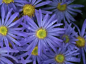 Michaelmas daisy (Aster amellus) flowers in garden Michaelmas daisy (Aster amellus) flowers in garden
