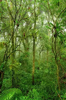 Tropical Foliage Prints: Mid-elevation rainforest shrouded in mist / cloud