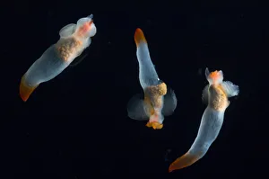 Midwater pteropod molluscs / Sea butterflies (Clione limacina) Mid-Atlantic Ridge Midwater pteropod molluscs / Sea butterflies (Clione limacina) Mid-Atlantic Ridge
