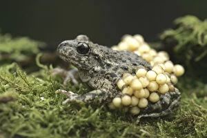 Images Dated 25th May 2007: Midwife Toad (Alytes obstetricans) paternal male carrying eggs, S. Yorks, UK