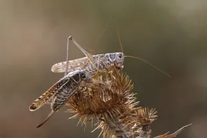 Two Migratory locusts (Locusta migratoria) feeding on vegetation, Bagerova Steppe Two Migratory locusts (Locusta migratoria) feeding on vegetation, Bagerova Steppe