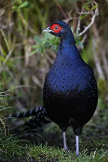 Mikado pheasant (Syrmaticus mikado) male, close up photo, Taiwan Mikado pheasant (Syrmaticus mikado) male, close up photo, Taiwan