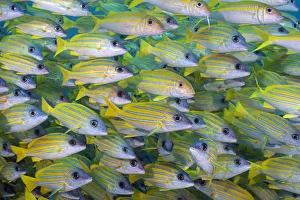 Several mimic goatfish (Mulliodichthys mimicus) hide within a school of Bluestripe snapper Several mimic goatfish (Mulliodichthys mimicus) hide within a school of Bluestripe snapper