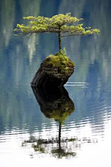 A miniature Douglad fir (Pseudotsuga menziesii) growing out of a stump in the middle of Fairy Lake A miniature Douglad fir (Pseudotsuga menziesii) growing out of a stump in the middle of Fairy Lake