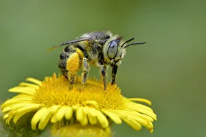 Mining bee / Little flower bee (Anthophora bimaculata) taking nectar and pollen Mining bee / Little flower bee (Anthophora bimaculata) taking nectar and pollen