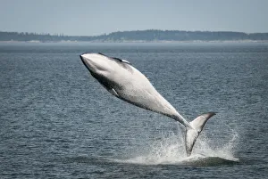 Minke whale ( Balaenoptera acutorostrata) breaching, Bay of Fundy, Canada, July Minke whale ( Balaenoptera acutorostrata) breaching, Bay of Fundy, Canada, July