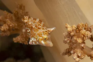 Minute / Dwarf filefish (Rudarius minutus) just over an inch long as an adult Minute / Dwarf filefish (Rudarius minutus) just over an inch long as an adult