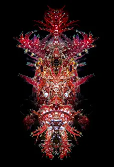 Mirrored portrait of a Weedy scorpionfish (Rhinopias frondosa) Mirrored portrait of a Weedy scorpionfish (Rhinopias frondosa)