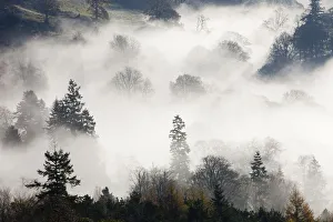 Mist caused by a temperature inversion over woodland near Ambleside, Lake District, England, UK Mist caused by a temperature inversion over woodland near Ambleside, Lake District, England, UK