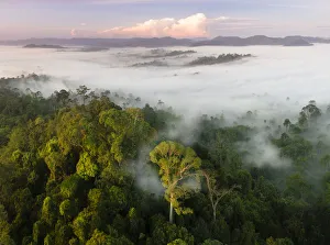 Mist and low cloud hanging over lowland rainforest, just after sunrise, with Menggaris Tree Mist and low cloud hanging over lowland rainforest, just after sunrise, with Menggaris Tree