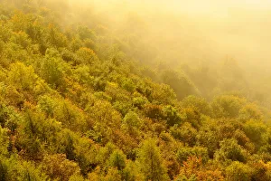 A misty morning over a mixed woodland in autumn. Kinnoull Hill Woodland Park, Perthshire A misty morning over a mixed woodland in autumn. Kinnoull Hill Woodland Park, Perthshire