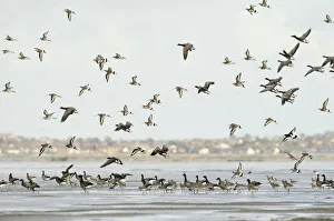Mixed flock of Dark-bellied brent geese (Branta bernicla bernicla) and Black-tailed godwit Mixed flock of Dark-bellied brent geese (Branta bernicla bernicla) and Black-tailed godwit