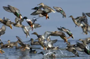 Mixed flock of Northern shovelers (Anas clypeata), Gadwalls (Anas strepera Mixed flock of Northern shovelers (Anas clypeata), Gadwalls (Anas strepera