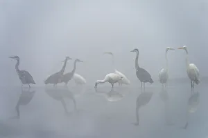 Mixed group of Grey heron (Ardea cinerea), Great white egret (Ardea alba Mixed group of Grey heron (Ardea cinerea), Great white egret (Ardea alba