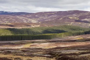 Mixed habitat of heather moorland and commercial forestry on grouse shooting estate Mixed habitat of heather moorland and commercial forestry on grouse shooting estate