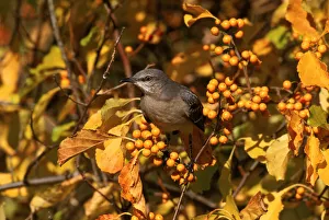 Mockingbird amongst berries, Everglades NP, Florida, USA Mockingbird amongst berries, Everglades NP, Florida, USA