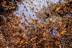 Monarch butterfly (Danaus plexippus), in wintering from November to March in Oyamel pine forests Monarch butterfly (Danaus plexippus), in wintering from November to March in Oyamel pine forests