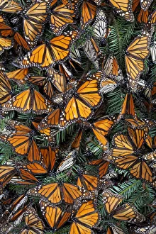 Monarch butterfly (Danaus plexippus) hibernating, Mariposa Monarca Special Biosphere Reserve Monarch butterfly (Danaus plexippus) hibernating, Mariposa Monarca Special Biosphere Reserve