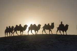 Mongol driving a camel caravan of Bactrian camel (Camelus bactrianus) Bashang Grassland Mongol driving a camel caravan of Bactrian camel (Camelus bactrianus) Bashang Grassland