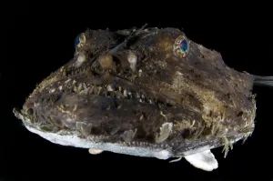 Monkfish / Anglerfish (Lophius piscatorius) portrait, Saltstraumen, Bodo, Norway Monkfish / Anglerfish (Lophius piscatorius) portrait, Saltstraumen, Bodo, Norway