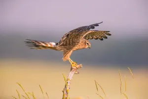 Montagus harrier (Circus pygargus) female balancing on post, Germany. June Montagus harrier (Circus pygargus) female balancing on post, Germany. June