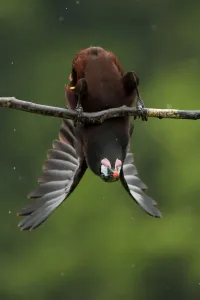 Montezuma oropendola (Psarocolius montezuma) hanging upside down as part of a courtship Montezuma oropendola (Psarocolius montezuma) hanging upside down as part of a courtship