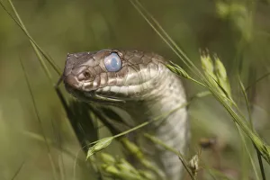 Montpellier snake (Malpolon monspessulanus) shortly before shedding its skin, The Peloponnese Montpellier snake (Malpolon monspessulanus) shortly before shedding its skin, The Peloponnese