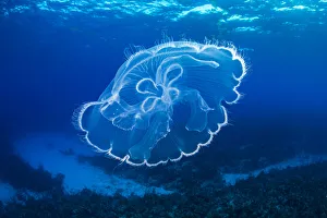 Moon jelly (Aurelia aurita) drifts over a coral reef. East End, Grand Cayman, Cayman Islands Moon jelly (Aurelia aurita) drifts over a coral reef. East End, Grand Cayman, Cayman Islands