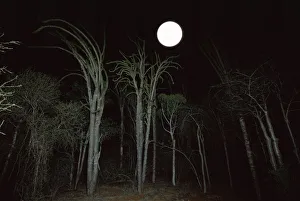Moon rise over Spiny Forest, Andohahela, Southern Madagascar Moon rise over Spiny Forest, Andohahela, Southern Madagascar