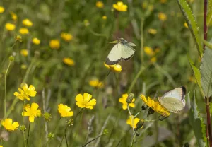 Moorland Clouded Yellow butterfly (Colias palaeno) male and female, Joutsa (formerly Leivonmaki) Moorland Clouded Yellow butterfly (Colias palaeno) male and female, Joutsa (formerly Leivonmaki)