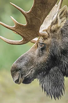 Moose (Alces alces) bull portrait, Baxter State Park, Maine, USA Moose (Alces alces) bull portrait, Baxter State Park, Maine, USA