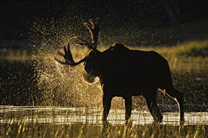 Moose (Alces alces) bull shaking off water at sunset, Great North Woods, Baxter State Park Moose (Alces alces) bull shaking off water at sunset, Great North Woods, Baxter State Park