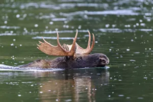 Moose (Alces alces) bull swimming across river. Grand Teton National Park, Wyoming, USA Moose (Alces alces) bull swimming across river. Grand Teton National Park, Wyoming, USA