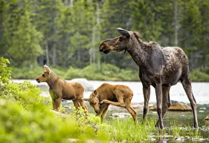 Moose (Alces alces) female with twin calves, Baxter State Park, Maine, USA, June Moose (Alces alces) female with twin calves, Baxter State Park, Maine, USA, June