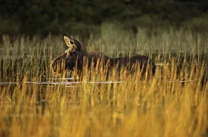 Moose (Alces alces) in pool of water at sunset, Baxter State Park, Maine, New England Moose (Alces alces) in pool of water at sunset, Baxter State Park, Maine, New England