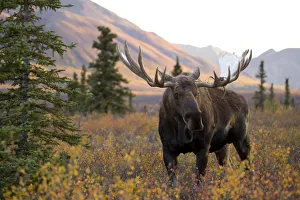 Moose bull (Alces alces) walking in forest clearing, Denali National Park, Alaska, USA Moose bull (Alces alces) walking in forest clearing, Denali National Park, Alaska, USA