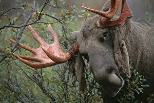 Moose bull rubbing antlers on tree to shed velvet {Alces alces} Sarek NP, Sweden Moose bull rubbing antlers on tree to shed velvet {Alces alces} Sarek NP, Sweden