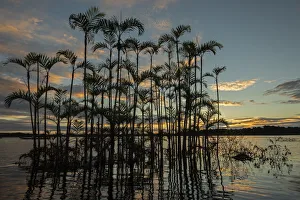 Moriche plam tree (Mauritia flexuosa) at Laguna Grande in an area of flooded forest Moriche plam tree (Mauritia flexuosa) at Laguna Grande in an area of flooded forest