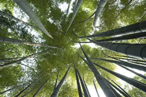 Moso bamboo (Phyllostachys edulis), view upwards into canopy, Shunan Zhuhai National Park Moso bamboo (Phyllostachys edulis), view upwards into canopy, Shunan Zhuhai National Park