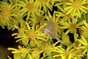 Mother of pearl (Pleuroptya ruralis) moth nectaring on Ragwort (Jacobaea vulgaris Mother of pearl (Pleuroptya ruralis) moth nectaring on Ragwort (Jacobaea vulgaris