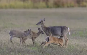 Mother White-tailed deer (Odocoileus virginianus) allowing young to suckle, Finland. September Mother White-tailed deer (Odocoileus virginianus) allowing young to suckle, Finland. September