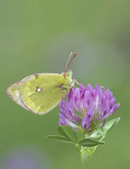 Mountain clouded butterfly (Colias phicomone) on clover flower, Stelvo Pass, Alps, Italy, June Mountain clouded butterfly (Colias phicomone) on clover flower, Stelvo Pass, Alps, Italy, June