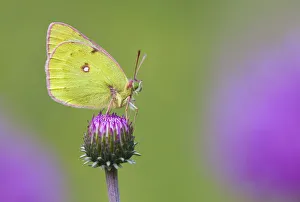 Mountain Clouded Yellow (Colias phicomone) profile portrait, Aosta Valley, Monte Rosa Massif Mountain Clouded Yellow (Colias phicomone) profile portrait, Aosta Valley, Monte Rosa Massif