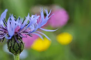 Mountain cornflower (Centaurea montana) flower, Liechtenstein Mountain cornflower (Centaurea montana) flower, Liechtenstein