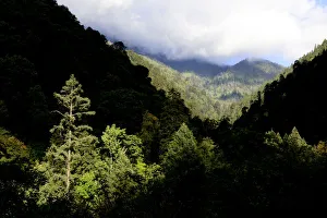 Mountain forests where the Yunnan snub-nosed monkey (Rhinopithecus bieti) lives, Yunnan, China Mountain forests where the Yunnan snub-nosed monkey (Rhinopithecus bieti) lives, Yunnan, China