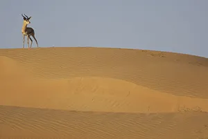 Mountain gazelle (Gazella gazella) standing on sand dune, Dubai Desert Conservation Reserve Mountain gazelle (Gazella gazella) standing on sand dune, Dubai Desert Conservation Reserve